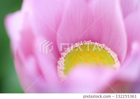 Lotus flowers seen in the countryside Lotus flowers seen in the countryside 132255361