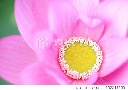 Lotus flowers seen in the countryside 132255363