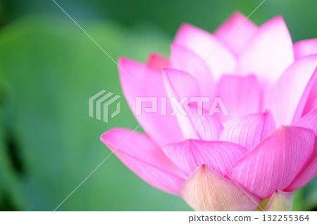 Lotus flowers seen in the countryside 132255364