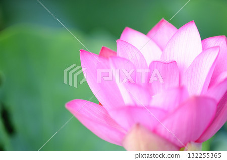 Lotus flowers seen in the countryside 132255365