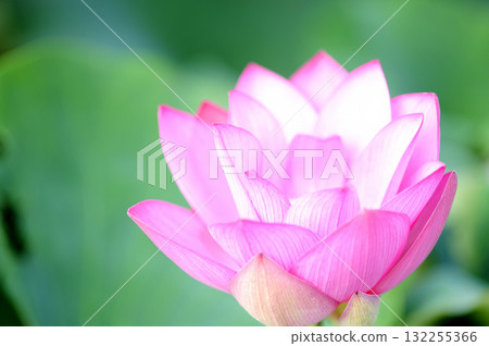 在農村看到的蓮花 在農村看到的蓮花 132255366