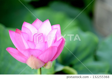 在農村看到的蓮花 132255368