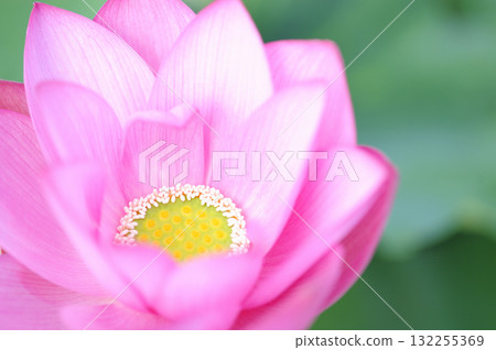 Lotus flowers seen in the countryside 132255369