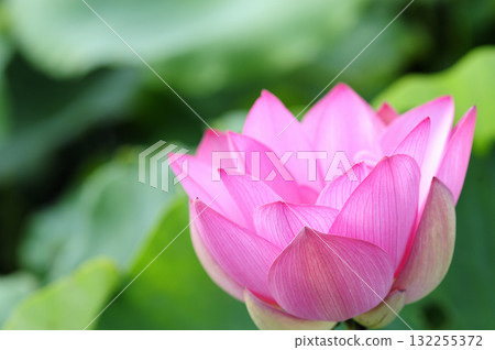 在農村看到的蓮花 在農村看到的蓮花 132255372