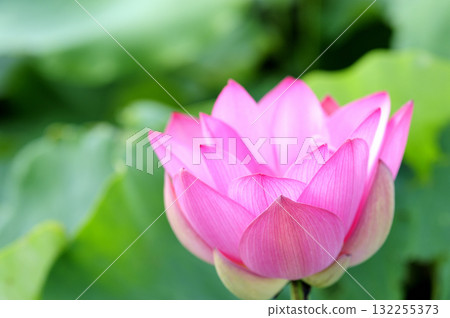 在農村看到的蓮花 132255373