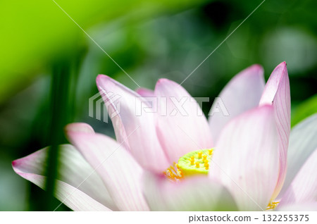 在農村看到的蓮花 132255375