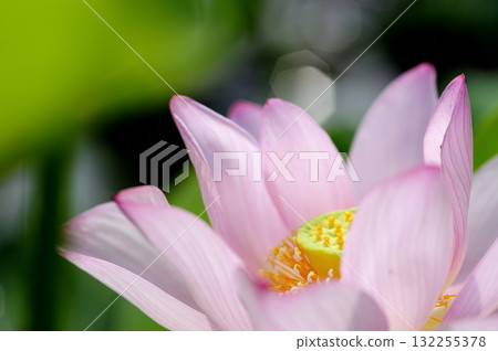 在農村看到的蓮花 在農村看到的蓮花 132255378