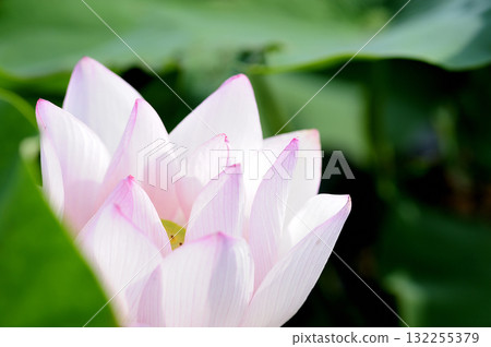 Lotus flowers seen in the countryside 132255379