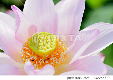 在農村看到的蓮花 132255388