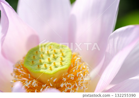 在農村看到的蓮花 在農村看到的蓮花 132255390