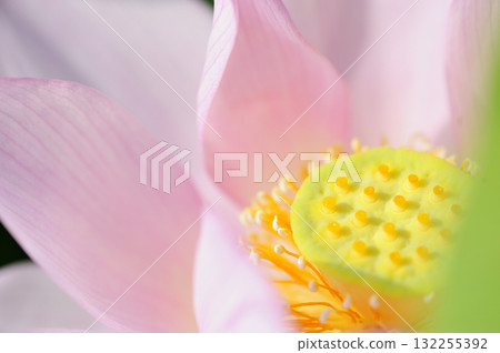 Lotus flowers seen in the countryside Lotus flowers seen in the countryside 132255392
