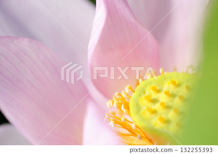 在農村看到的蓮花 132255393