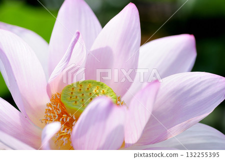 在農村看到的蓮花 在農村看到的蓮花 132255395