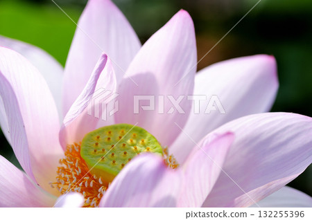 在農村看到的蓮花 132255396