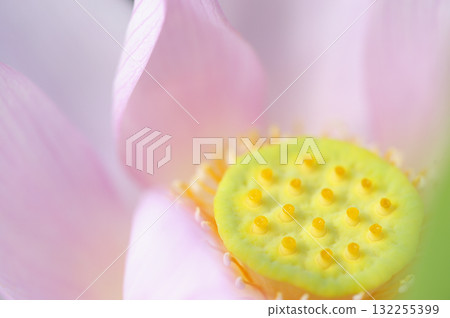 在農村看到的蓮花 132255399