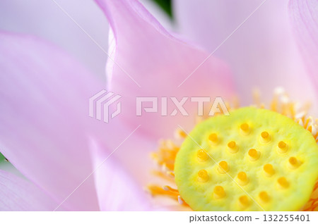 在農村看到的蓮花 在農村看到的蓮花 132255401