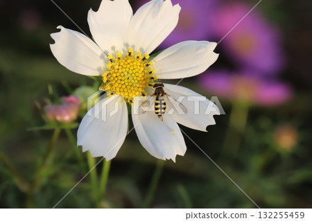A two-spotted hoverfly sucking nectar from a white cosmos flower blooming in an autumn field 132255459