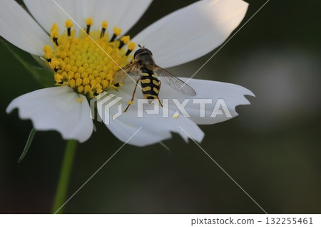 A two-spotted hoverfly sucking nectar from a white cosmos flower blooming in an autumn field A two-spotted hoverfly sucking nectar from a white cosmos flower blooming in an autumn field 132255461