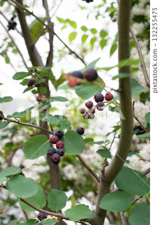 成熟的六月漿果的果實 132255475
