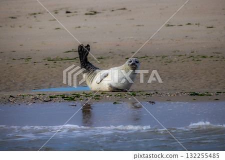 A Seal Enjoying a Peaceful Time on the Beautiful Beach Shoreline Under the Sunlight 132255485