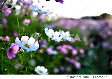 Cosmos swaying in the wind Cosmos field 132255640