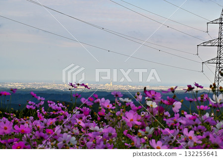 View of the Toyama Plain from a cosmos field 132255641