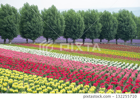 Colorful flower field with rows of tulips and trees in the background at Hokkaido, Japan 132255710