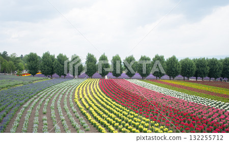 Colorful tulip field with rows of flowers and trees in the background at Hokkaido, Japan 132255712