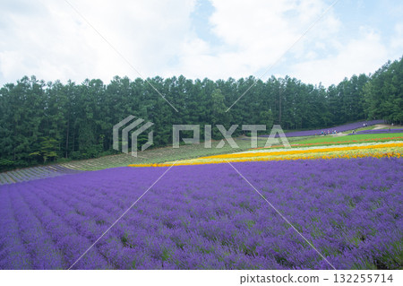 Lavender field blooming with colorful flowers in rural outdoor landscape at Hokkaido, Japan 132255714