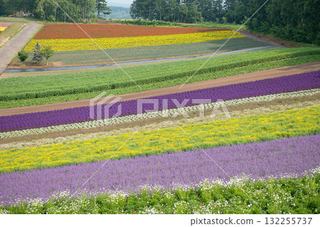 Colorful flower fields blooming in rural landscape during daytime at Hokkaido, Japan Colorful flower fields blooming in rural landscape during daytime at Hokkaido, Japan 132255737