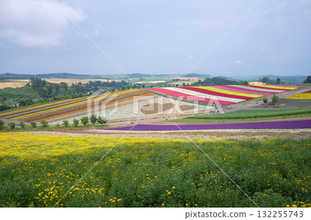Colorful flower fields blooming in rural landscape under blue sky at Hokkaido, Japan 132255743