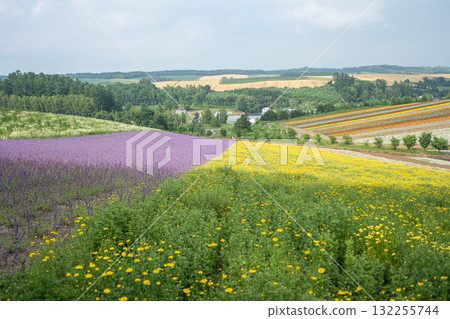 Colorful flower fields blooming in rural landscape during daytime at Hokkaido, Japan Colorful flower fields blooming in rural landscape during daytime at Hokkaido, Japan 132255744