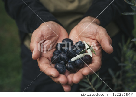 Olive Harvest. Hands Holding Fresh Olives in Grove 132255947