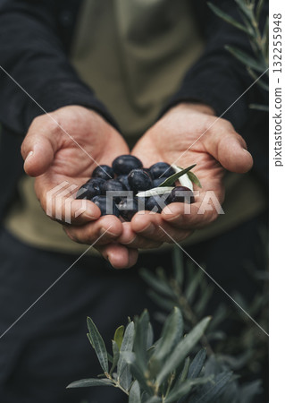 Olive Harvest. Hands Holding Fresh Olives in Grove Olive Harvest. Hands Holding Fresh Olives in Grove 132255948