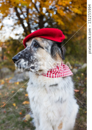 Big dog in bright red beret in autumn park Big dog in bright red beret in autumn park 132255994