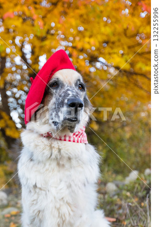 Big dog in bright red beret in autumn park 132255996