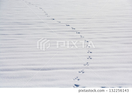 野生生物腳印在雪的 132256143