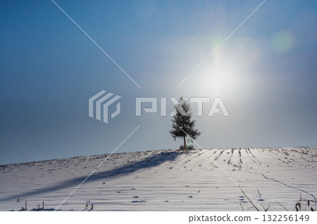 松樹和雪山上的太陽 松樹和雪山上的太陽 132256149