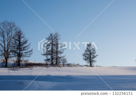 冬天樹叢和藍天在多雪的領域 冬天樹叢和藍天在多雪的領域 132256151