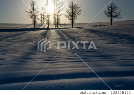 松樹的陰影籠罩著冬天的日落和雪原 132256152