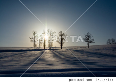 The shadow of a larch that stretches over the winter sunset and snowfield 132256153