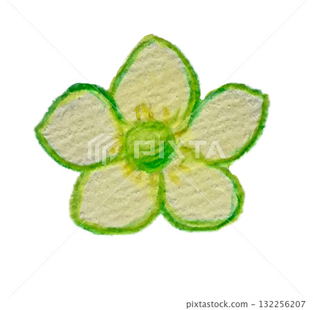 Strawberry flowers drawn with watercolor pencils 132256207