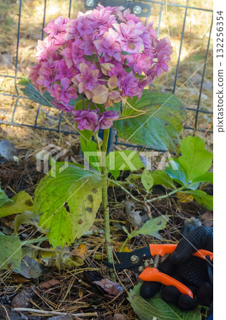 Pruning Pink Hydrangea Flower with Garden Shears in Autumn Pruning Pink Hydrangea Flower with Garden Shears in Autumn 132256354