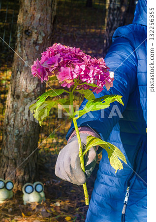 Gardener Holding Pink Hydrangea Flower in Hand with Glove 132256355