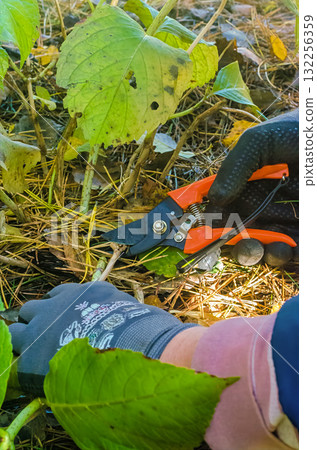 Hands Pruning Plant Stems with Garden Scissors in Autumn Garden 132256359