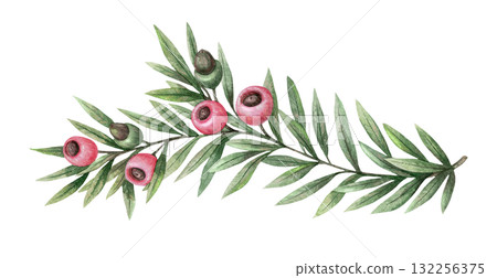 European yew branch with green foliage and pink berry hand drawn in watercolor with sparkling and pencil texture. Elegant festive botanical element. Perfect for Christmas card and other seasonal art. 132256375