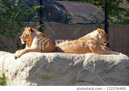 Lion (Panthera leo) 132256460