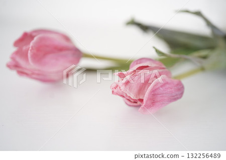Ephemeral and beautiful dried tulips | Beautiful pink dried flowers Ephemeral and beautiful dried tulips | Beautiful pink dried flowers 132256489