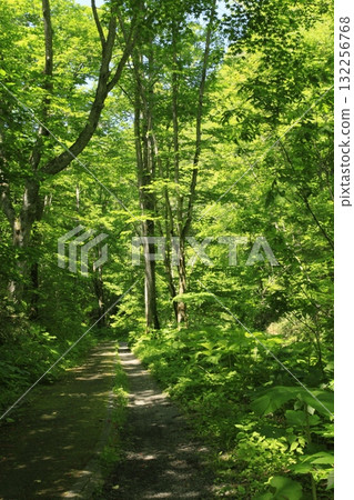Takino Suzuran Hillside National Government Park - Promenade from Masumi Falls 132256768
