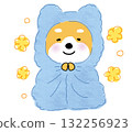 一隻溫暖、快樂的柴犬裹著淺藍色的毯子。 132256923